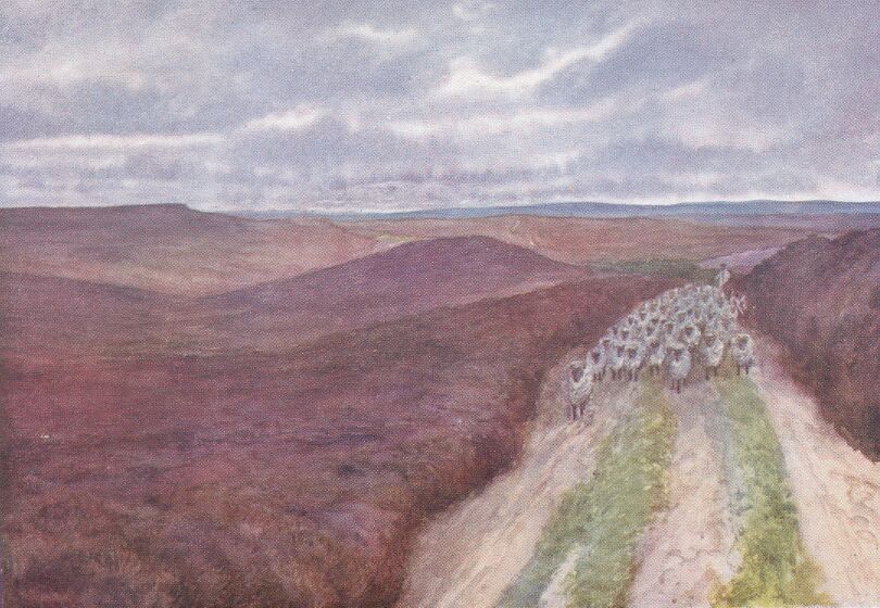 Sheep on a road in the moors