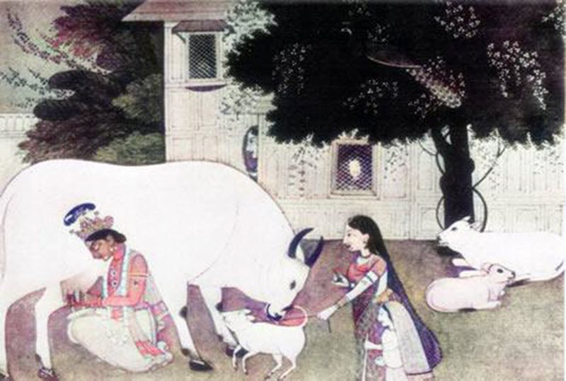 Krishna milking